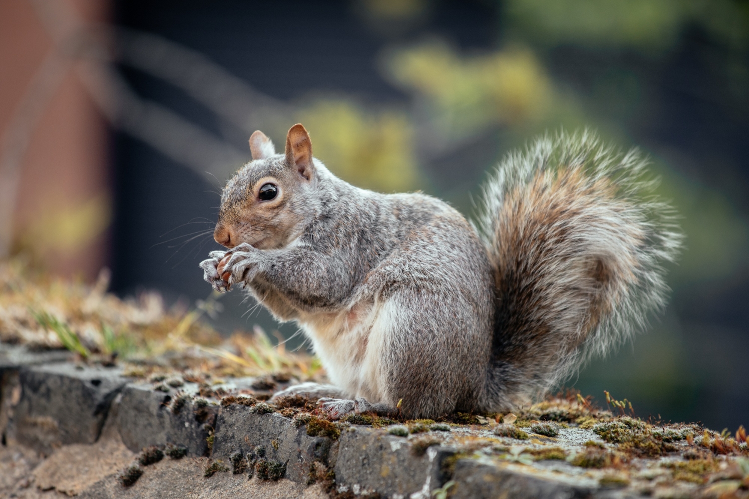 Squirrel programming. Белка во Франции. Белка на сером фоне. Белки во Франции. Белка во весь рост.