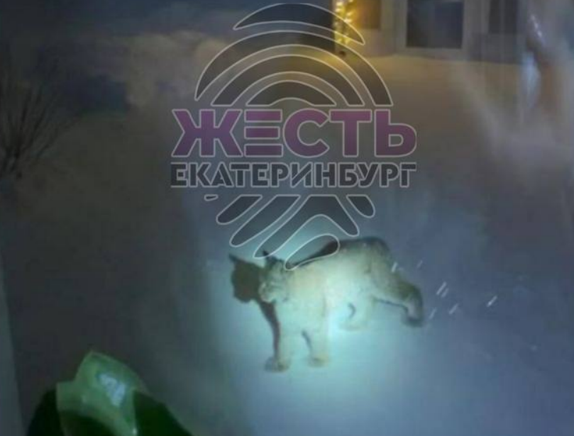 Дикая рысь гуляет рядом с домами в поселке Мельница