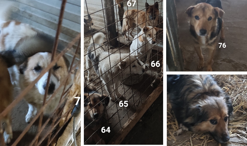 Камышловский приют: хозяева под следствием, волонтеры спасают последних собак