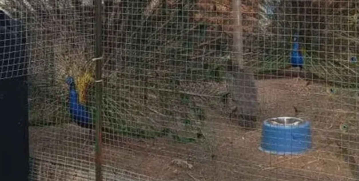 Живые павлины за "сотку": целое семейство пернатых продают в Березовском