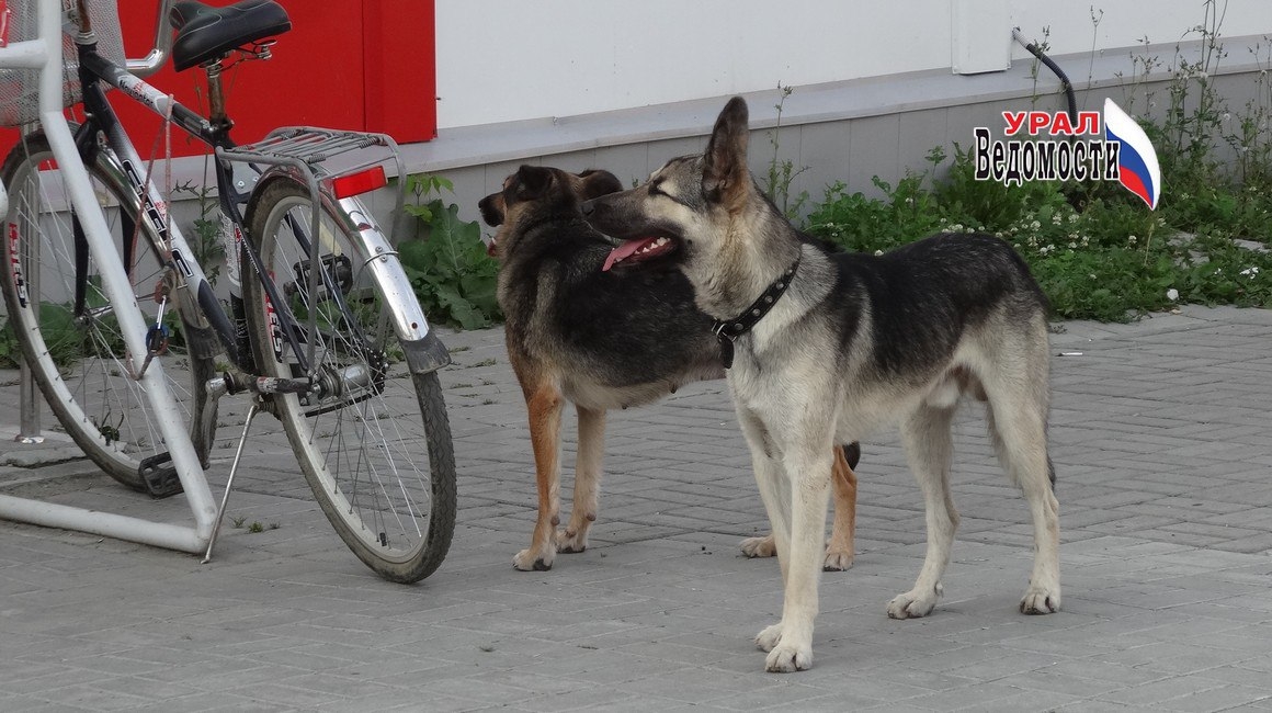 В России могут ввести "ОСАГО" для опасных псов