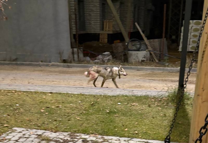 Автомобиль сбил собаку, жители Екатеринбурга ищут пострадавшее животное