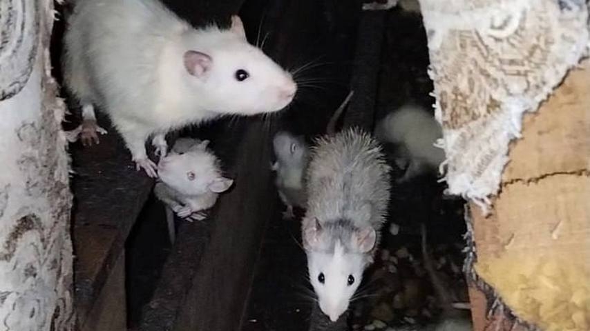 В Екатеринбурге спасли 41 крысу из холодного сарая