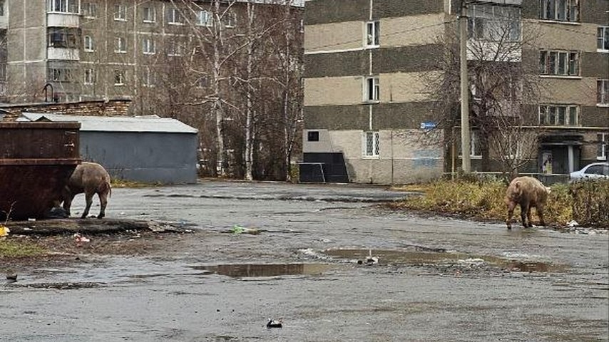 «Уберите свиней!»: ревдинцы обращаются к губернатору Паслеру