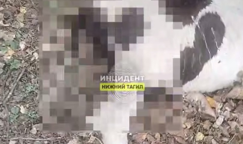 В Тагилстроевском районе неизвестный хищник растерзал трех телят