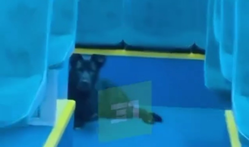 Брошенного в трамвае пса спасли и передали в приют в Челябинске