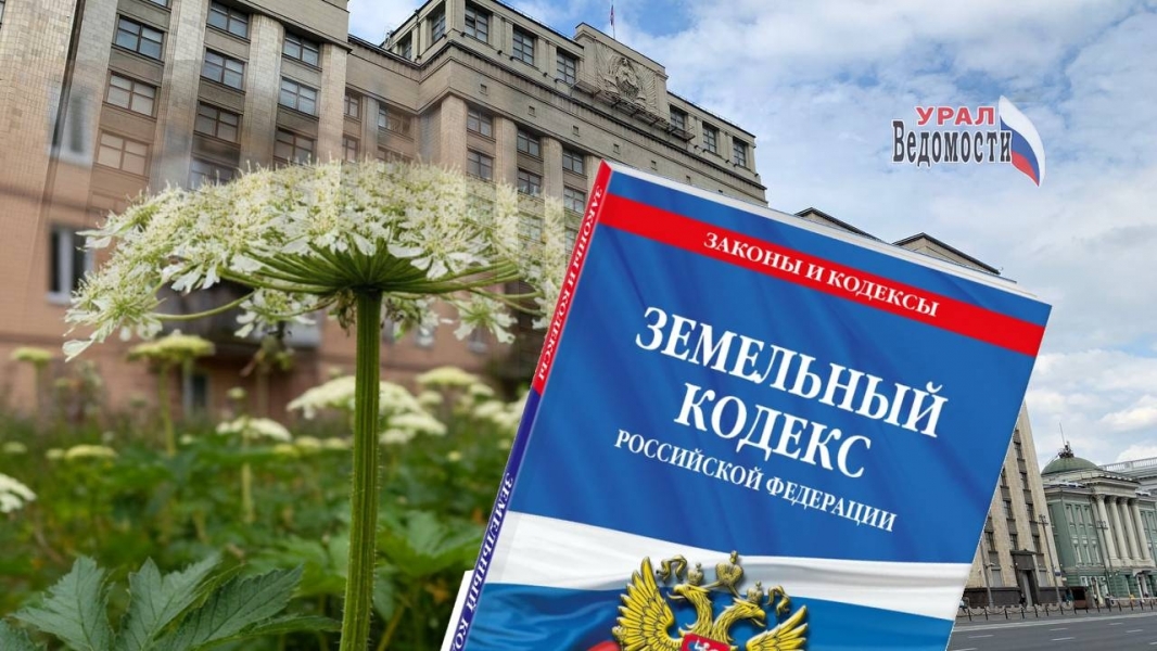 Или мы борщевика, или он нас: зелёному «оккупанту» поставят заслон на законодательном уровне - Новости Свердловской области — последние события в Екатеринбурге и области