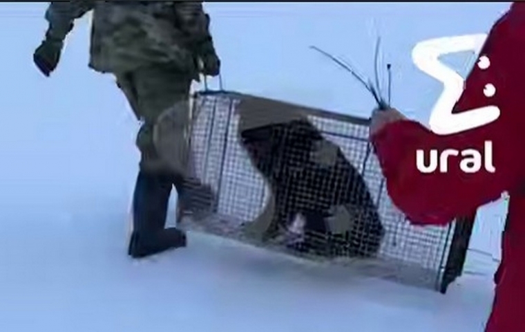 Нижневартовские волонтеры вызволили пса Черныша с ледяного плена, пока спасатели разводили руками - ВЕДОМОСТИ Урал - Новости Екатеринбурга и Свердловской области сегодня