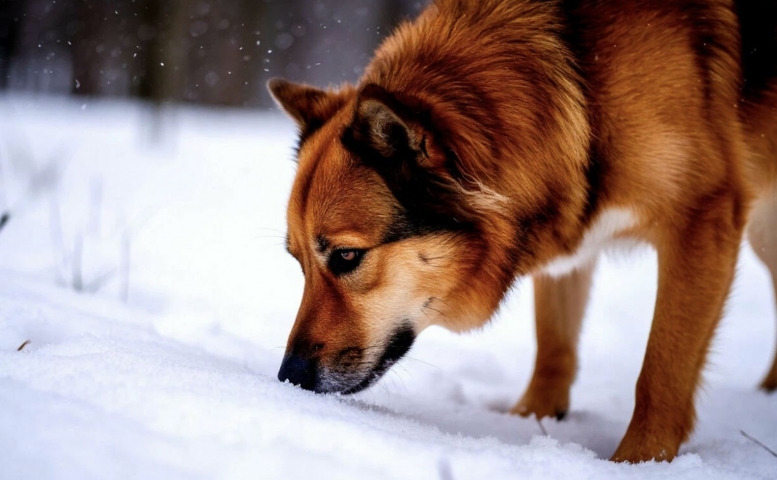 ����������� ����� � ���� ������, �������������� ���� ������� - ��������� ����