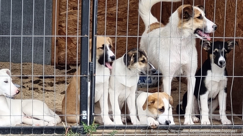 ��������� 85 �����: ��� � �������������� ������ �������� �������� - ��������� ����