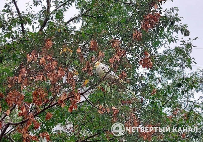 В Екатеринбурге на дереве обнаружили австралийского попугая - ВЕДОМОСТИ Урал - Новости Екатеринбурга и Свердловской области сегодня
