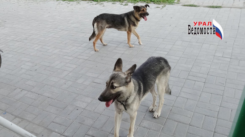 В Нижней Туре прокуратура добилась компенсации для девочки, пострадавшей от нападения безнадзорной собаки - ВЕДОМОСТИ Урал - Новости Екатеринбурга и Свердловской области сегодня