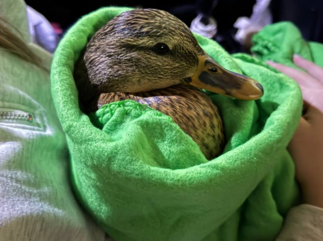 ���������������� ������������ � ������ ��� ���� �������� ���� �� ������� ������� - ��������� ����