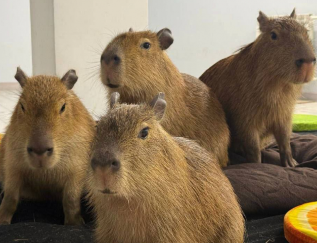 � ������������� ��������� ���� � ������ ���������� - ��������� ����