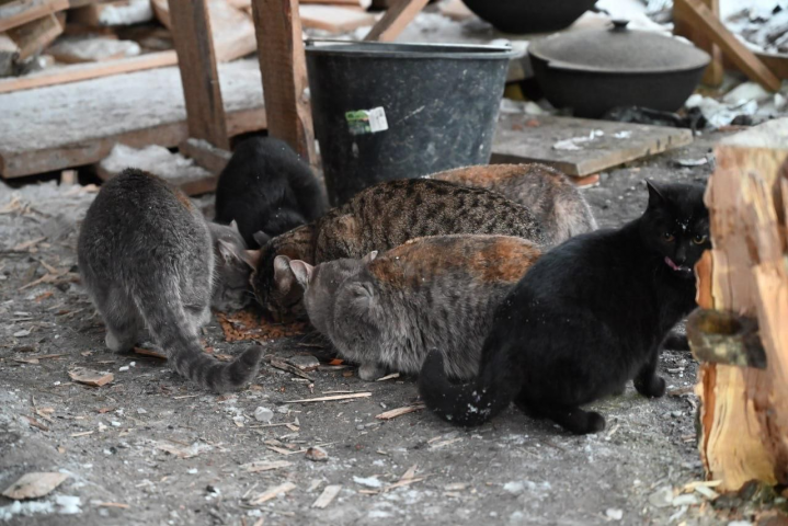 �������� ����� ��� ��� 8 ������� ������� �� ����� - ��������� ����