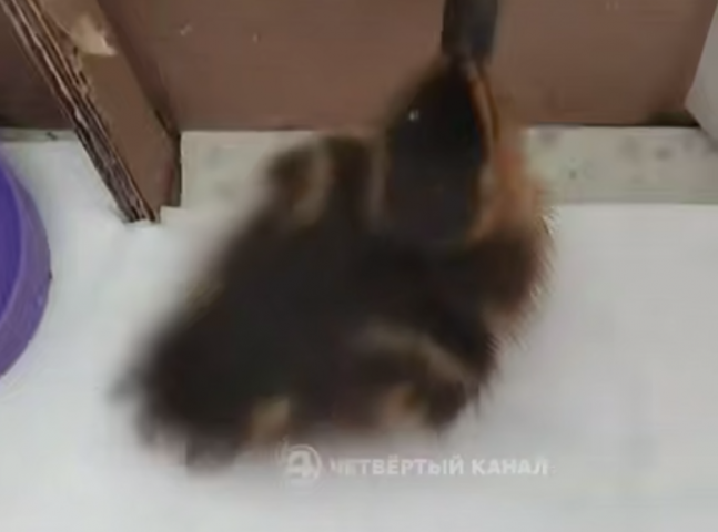������ �� ���� ������ � ������������� � ���� ��� ���� - ��������� ����