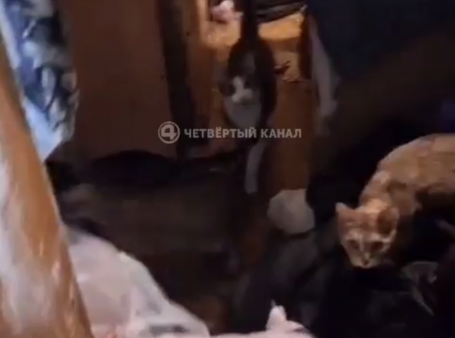 ��� ���� �������� ������� � ������� ����� � �������� �� ������� - ��������� ����
