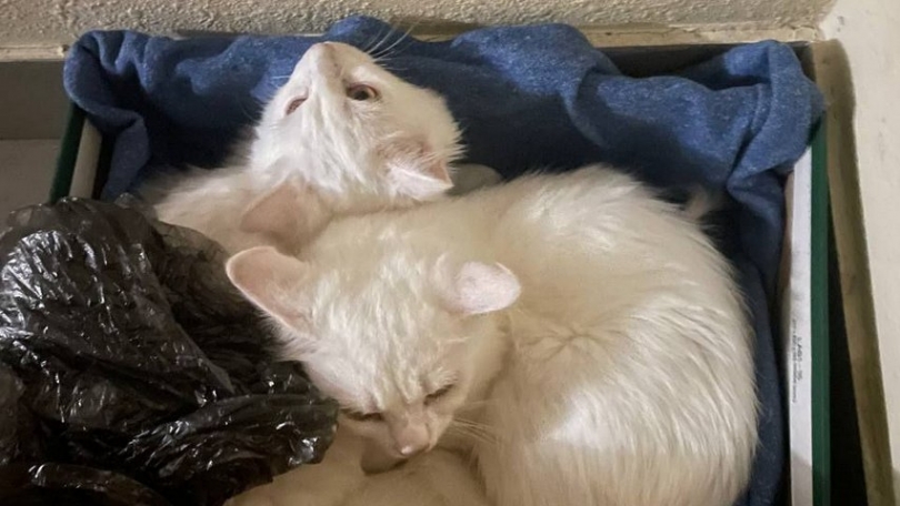 ��������� ����� ��������� �� ����� � ����������� - ��������� ����