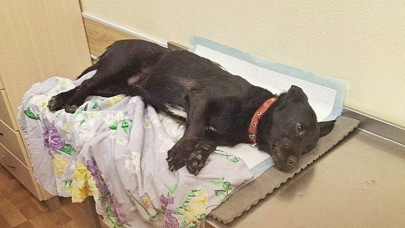 ����� �����, �������� �������� ������, ������� �� ������ � ������������� - ��������� ����