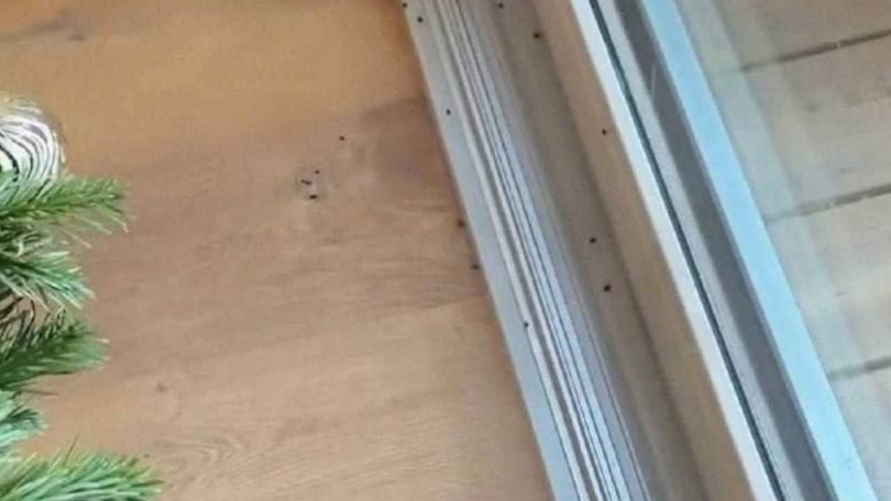 ������� ����� ������� �������� ������� ��-�� ����� ���� - ��������� ����