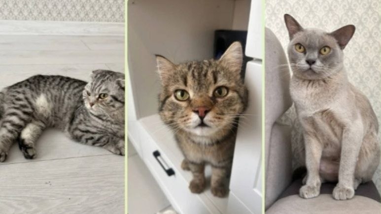 � ������������� ����� ����� ����������� ����-������������: ���� ������� - ��������� ����