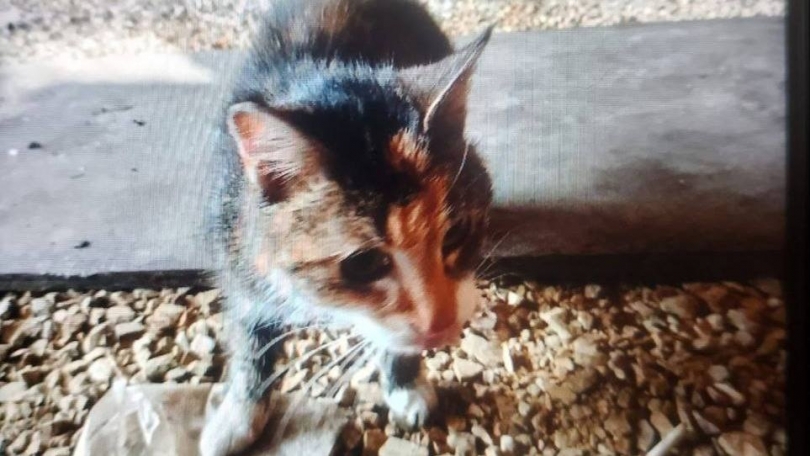 ����� � ������ ��������� �� ������� � ������������� - ��������� ����