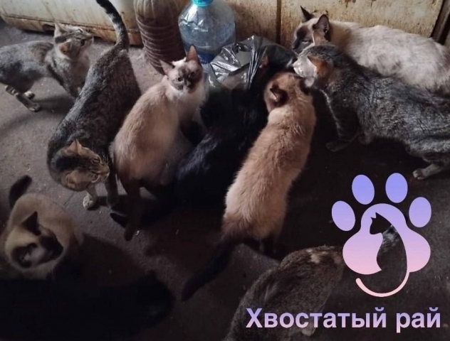 В Нижнем Тагиле пенсионерка превратила квартиру в кошачий приют, нуждающийся в помощи - ВЕДОМОСТИ Урал - Новости Екатеринбурга и Свердловской области сегодня