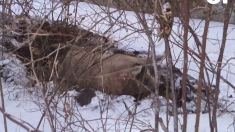 ������ � ����� ��������� �� �����, � ����� ��������� - ��������� ����