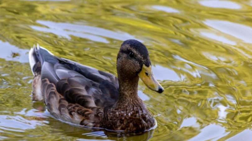 ���� ���� ������ �����-2026� ������� � ������������ ������� - ��������� ����