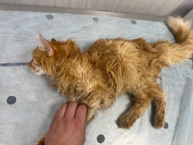 ������������ ������������� ������ �� ����� ����� ������� - ��������� ����