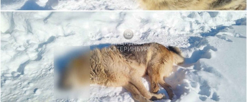 � ������������� �� ��������� ������ ����� ������ - ��������� ����