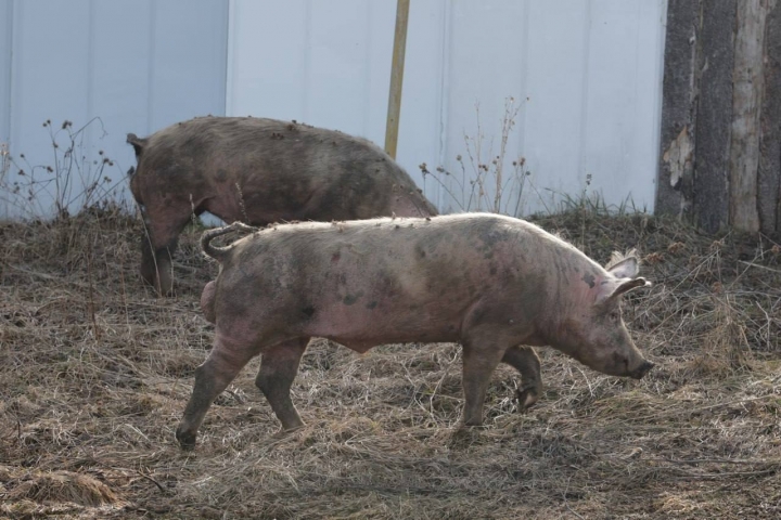 � ����� �������� "����� ������� ����������������" ������� ������� ���� - ��������� ����