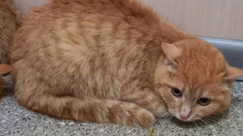 � ������� ���� ����� ����� ����� ��������� �� ����� �� ������ - ��������� ����