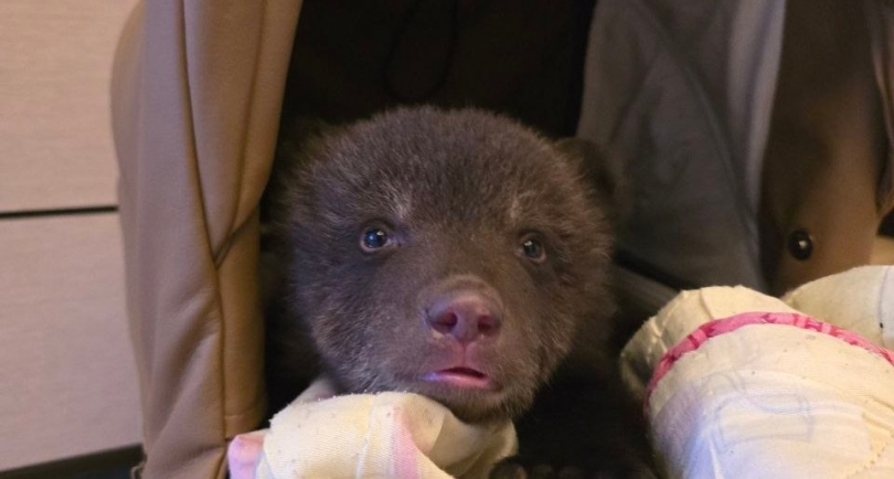 � ���������������� ����� ��� �������������� ��������� ����� �������� - ��������� ����